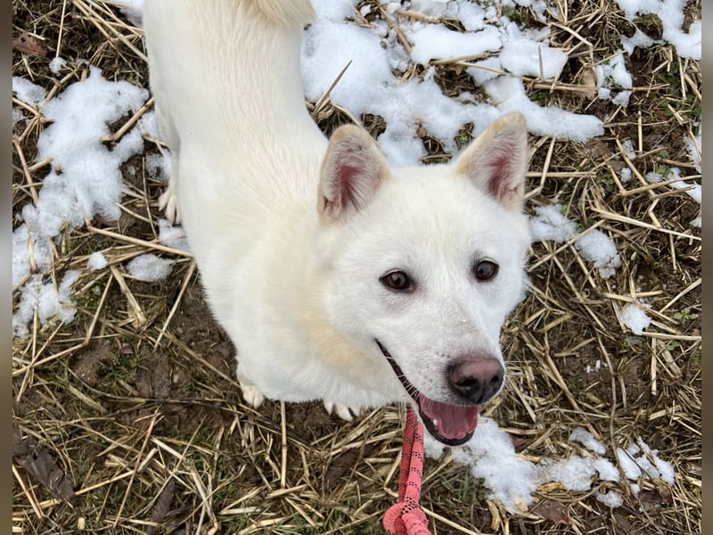 Charlie, weißer charmanter Rüde