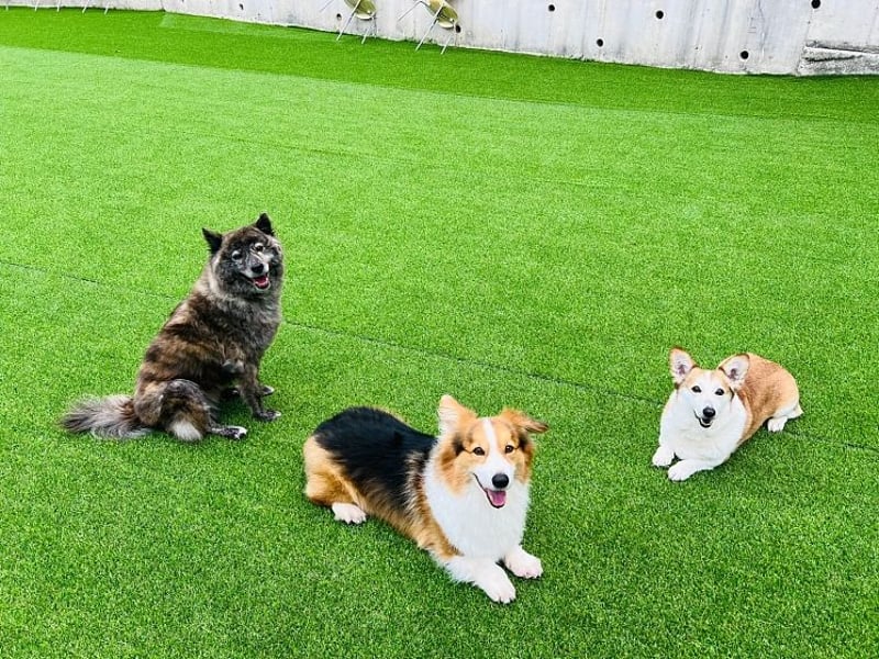 Hoban ein scheues Mädchen,sucht die richtigen Menschen mit viel Geduld