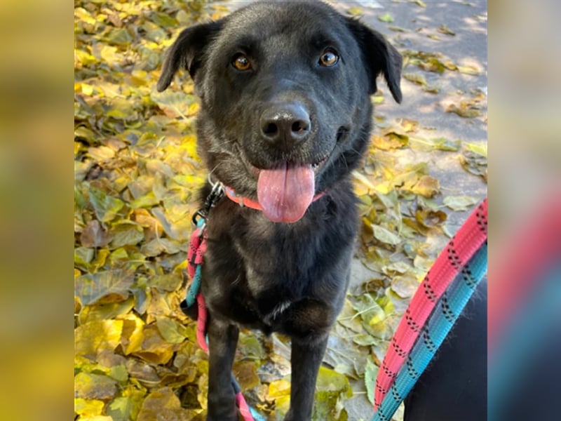 Holly,entzückendes Labrador-Mix-Mädchen,3 Jahre alt,sucht schönes Zuhause