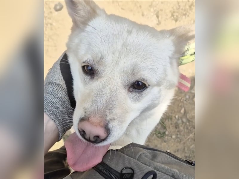 Echo ,eine kleine quirlige Dame, 3 Jahre, etwa 14 kg ,kann überallhin, Zuhause gesucht