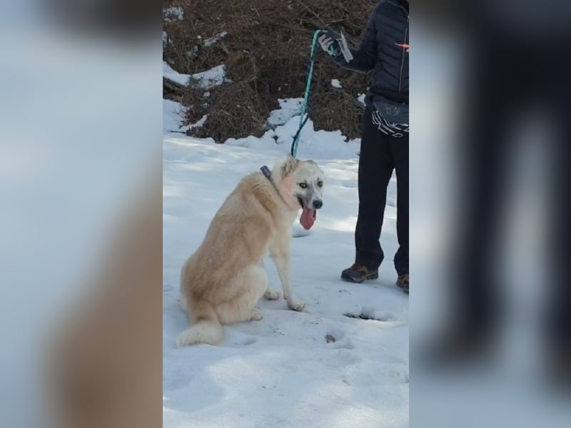 Chen, verspielter Hundejunge