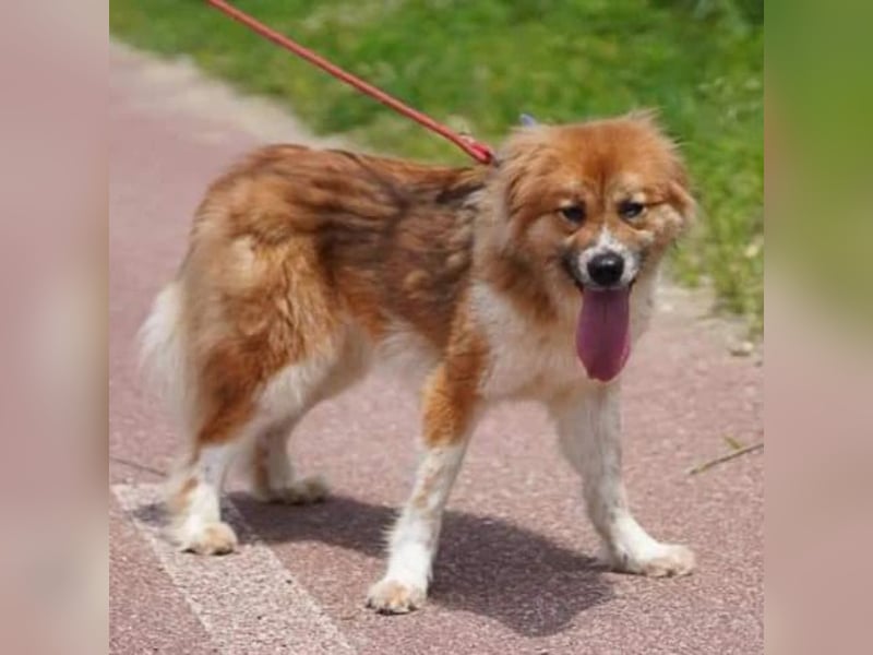 chloe eine Flauschige 5 Jährige Hundin, sucht ihr Traumzuhause