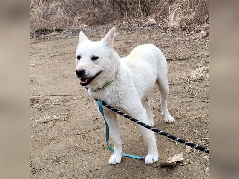 Kimbap,sanfte , freundliche Hündin,13 kg,auf der Suche nach einem Zuhause