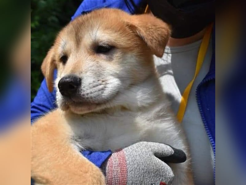 Milo, jindo mix rüde, 3jahre ,sehr verschmust .sucht ein schönes Zuhause