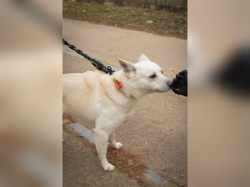 Echo ,eine kleine quirlige Dame, 3 Jahre, etwa 14 kg ,kann überallhin, Zuhause gesucht