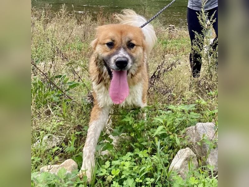 chloe eine Flauschige 5 Jährige Hundin, sucht ihr Traumzuhause