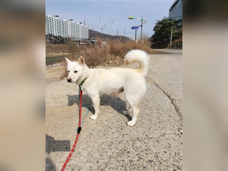 Kimbap,sanfte , freundliche Hündin,13 kg,auf der Suche nach einem Zuhause