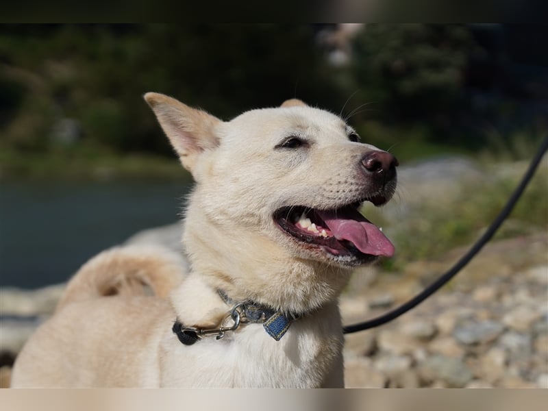 Saphire,eine 7 Jahre alte Hundedame die auch mal eigen ist,sucht ein schönes Zuhause