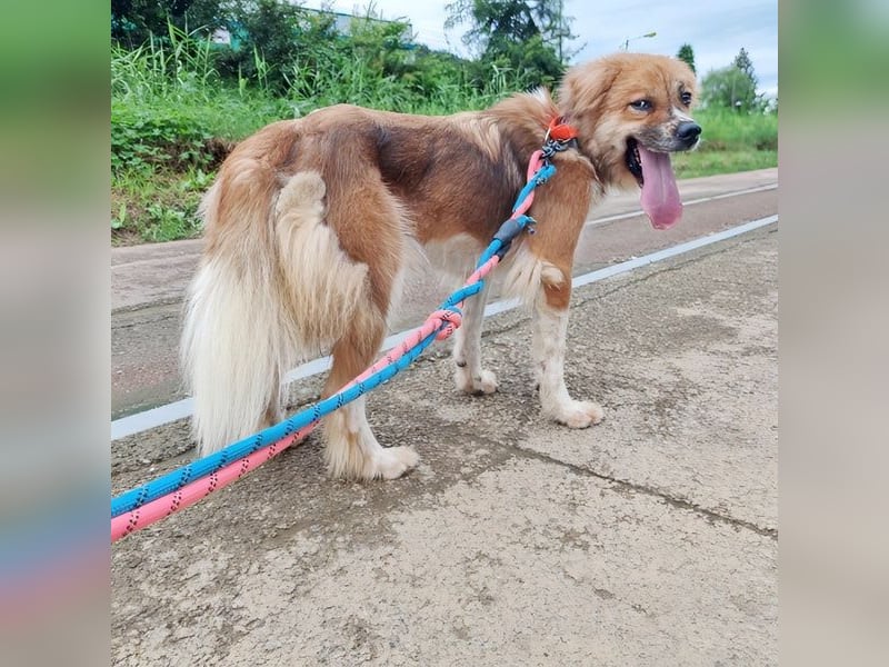 chloe eine Flauschige 5 Jährige Hundin, sucht ihr Traumzuhause