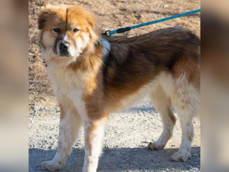 chloe eine Flauschige 5 Jährige Hundin, sucht ihr Traumzuhause