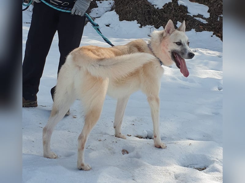 Chen, verspielter Hundejunge