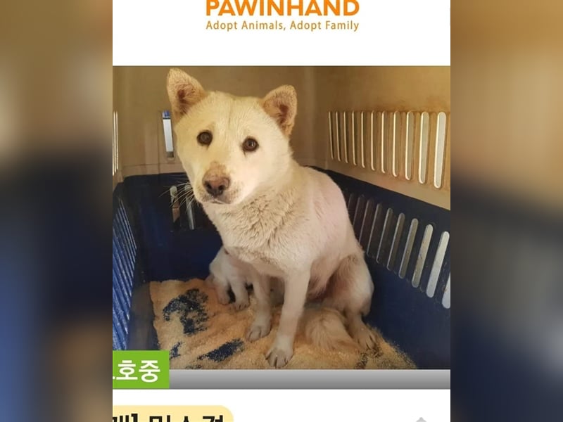 Kimbap,sanfte , freundliche Hündin,13 kg,auf der Suche nach einem Zuhause