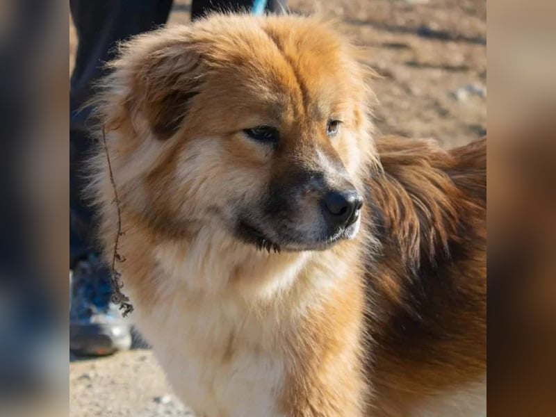 chloe eine Flauschige 5 Jährige Hundin, sucht ihr Traumzuhause