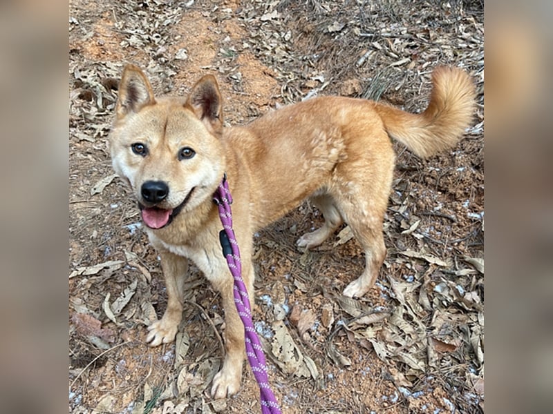 Jensik ein verspielter Jindo Mix-Rüde,5 Jahre, aktive Traumfamilie gesucht