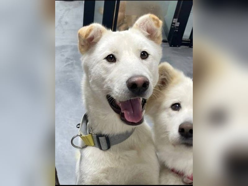 Yuja, aktiver, Hundejunge