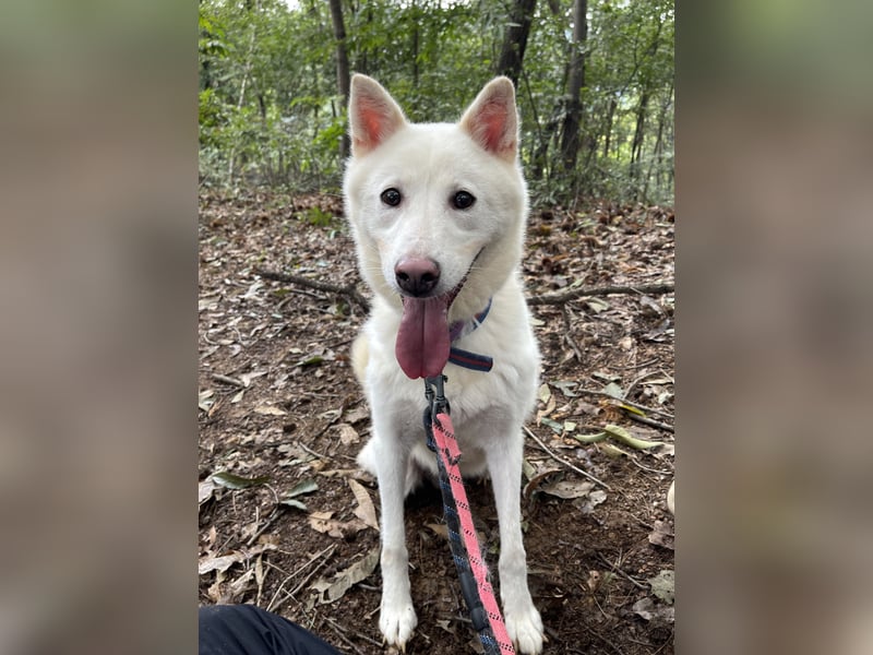 Charlie, weißer charmanter Rüde