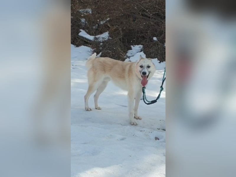 Chen, verspielter Hundejunge