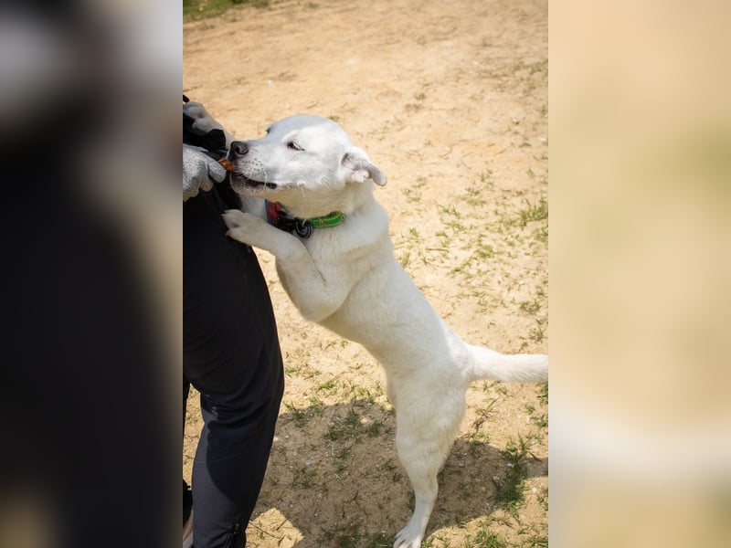 Amy, liebevolle Junghündin