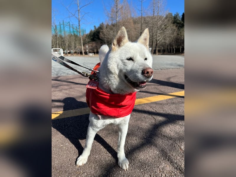 Chloe, sanfte Jindo-Mix Hündin