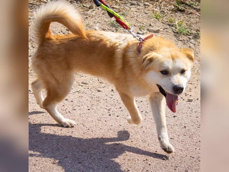 Milo, jindo mix rüde, 3jahre ,sehr verschmust .sucht ein schönes Zuhause
