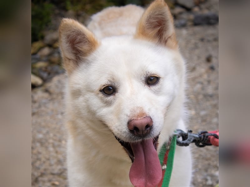 Kimbap,sanfte , freundliche Hündin,13 kg,auf der Suche nach einem Zuhause