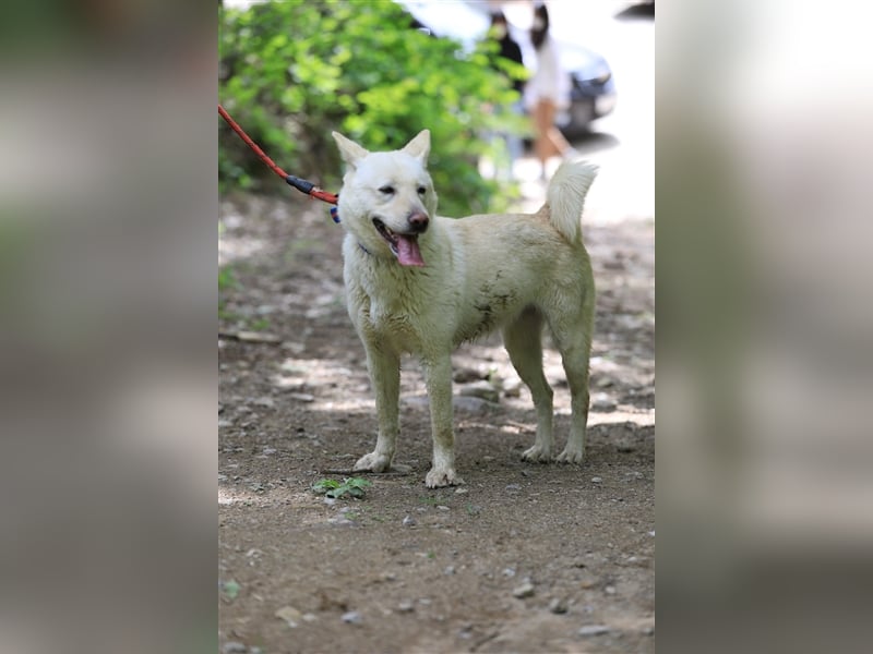 Saphire,eine 7 Jahre alte Hundedame die auch mal eigen ist,sucht ein schönes Zuhause