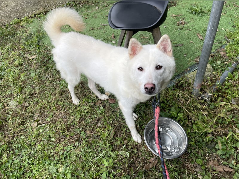 Charlie, weißer charmanter Rüde