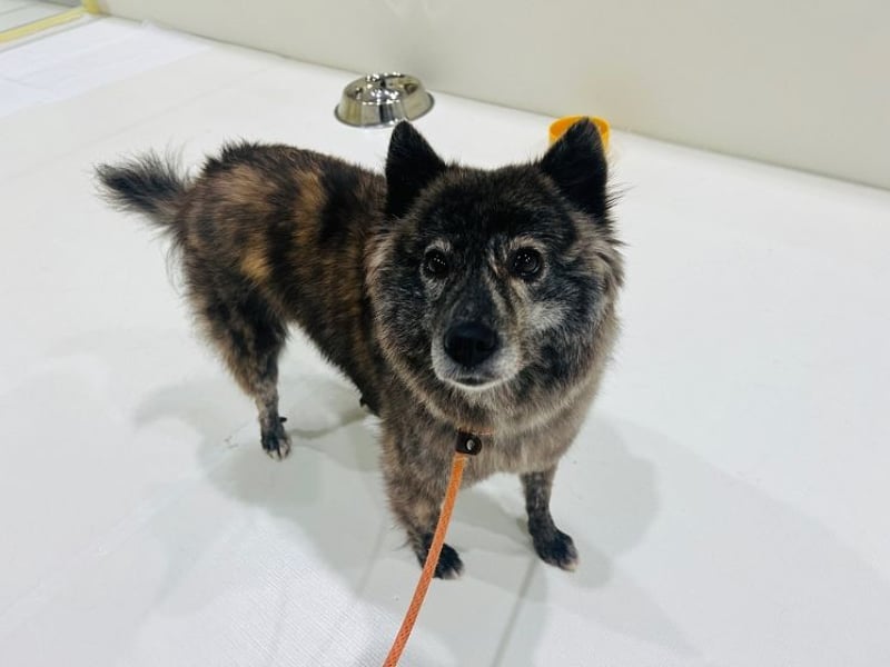 Hoban ein scheues Mädchen,sucht die richtigen Menschen mit viel Geduld