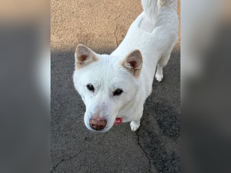 Chloe, sanfte Jindo-Mix Hündin