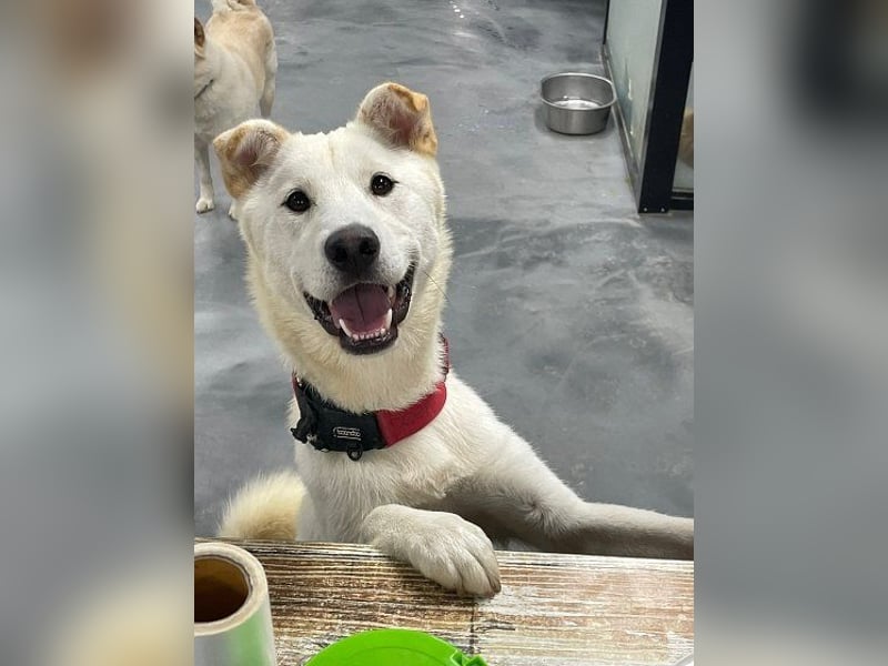 Yuja, aktiver, Hundejunge