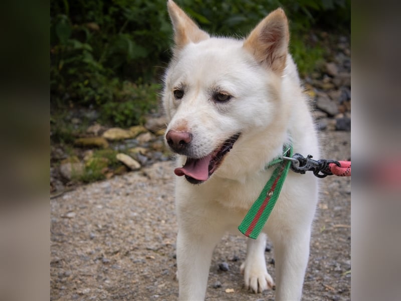 Kimbap,sanfte , freundliche Hündin,13 kg,auf der Suche nach einem Zuhause