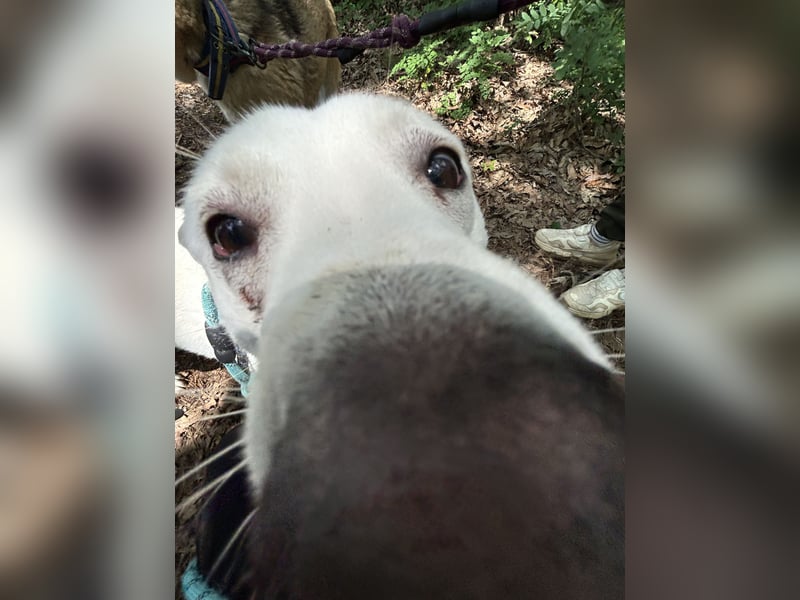 Amy, liebevolle Junghündin