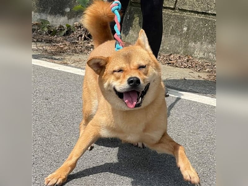 Jensik ein verspielter Jindo Mix-Rüde,5 Jahre, aktive Traumfamilie gesucht