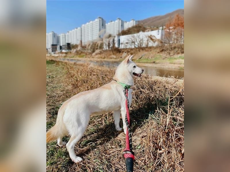 Kimbap,sanfte , freundliche Hündin,13 kg,auf der Suche nach einem Zuhause