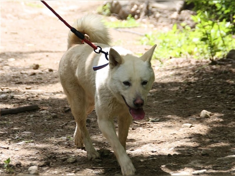 Saphire,eine 7 Jahre alte Hundedame die auch mal eigen ist,sucht ein schönes Zuhause
