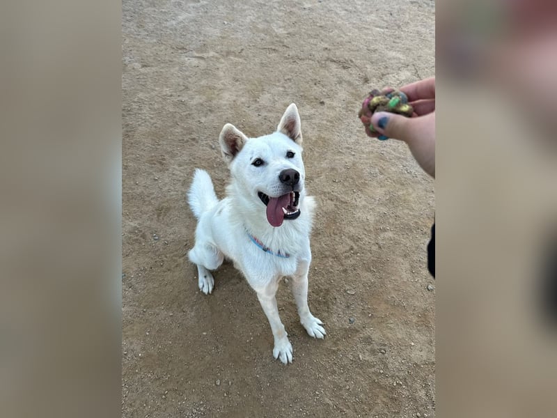Chapsal, treuer Beschützer mit großem Herzen