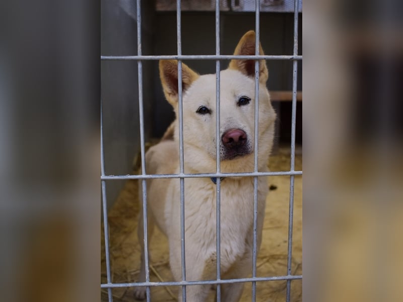 Saphire,eine 7 Jahre alte Hundedame die auch mal eigen ist,sucht ein schönes Zuhause