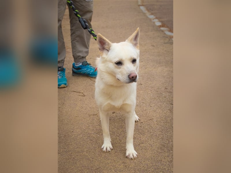 Echo ,eine kleine quirlige Dame, 3 Jahre, etwa 14 kg ,kann überallhin, Zuhause gesucht