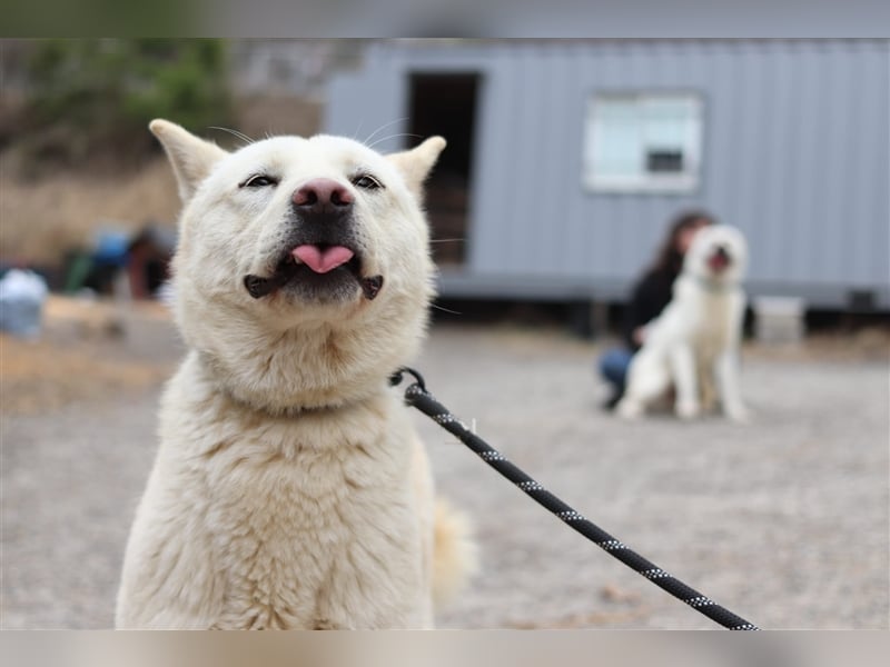 Saphire,eine 7 Jahre alte Hundedame die auch mal eigen ist,sucht ein schönes Zuhause