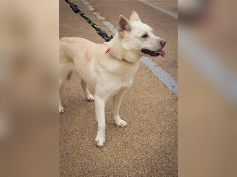 Echo ,eine kleine quirlige Dame, 3 Jahre, etwa 14 kg ,kann überallhin, Zuhause gesucht