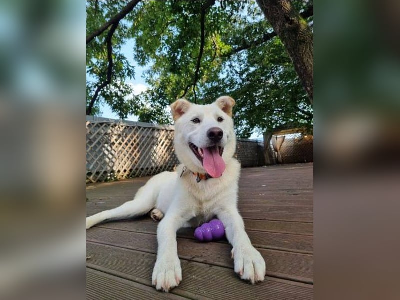 Yuja, aktiver, Hundejunge