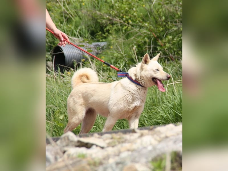 Saphire,eine 7 Jahre alte Hundedame die auch mal eigen ist,sucht ein schönes Zuhause