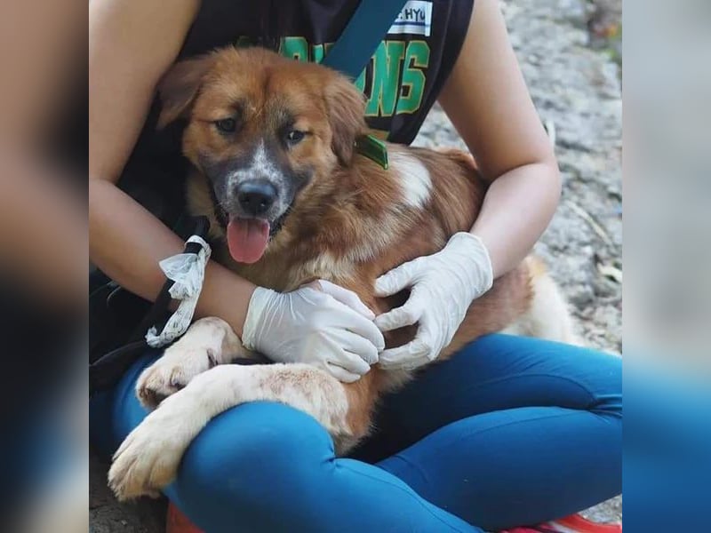 chloe eine Flauschige 5 Jährige Hundin, sucht ihr Traumzuhause