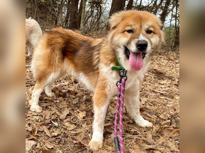 chloe eine Flauschige 5 Jährige Hundin, sucht ihr Traumzuhause