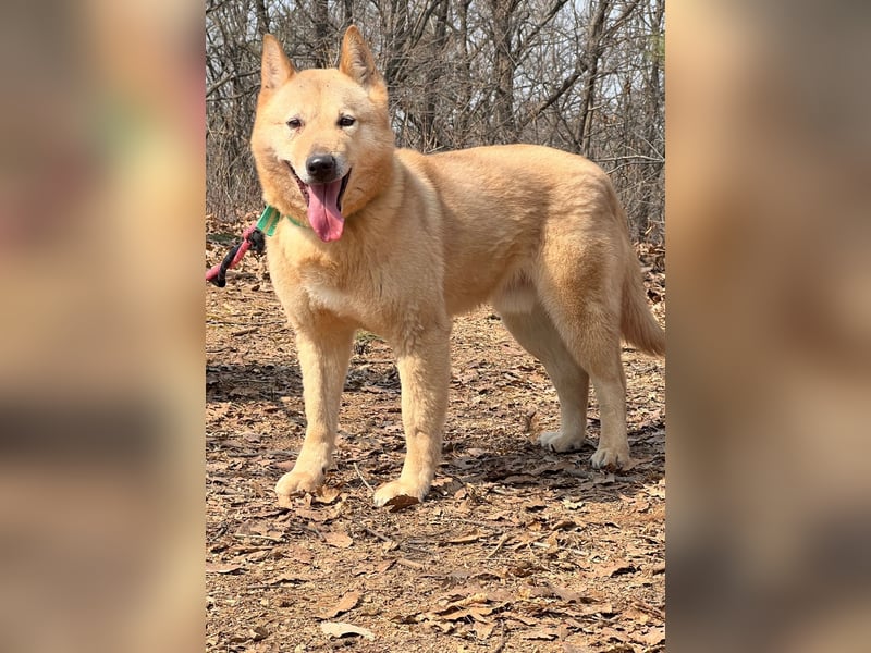 Bud, sanfter Gentleman