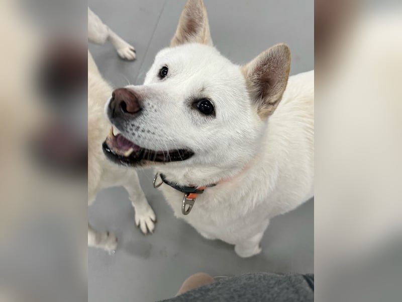 Chloe, sanfte Jindo-Mix Hündin