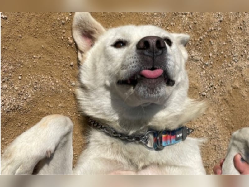 Chapsal, treuer Beschützer mit großem Herzen