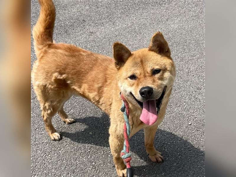 Jensik ein verspielter Jindo Mix-Rüde,5 Jahre, aktive Traumfamilie gesucht