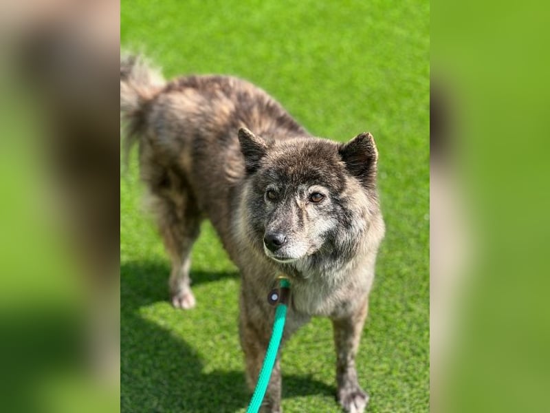 Hoban ein scheues Mädchen,sucht die richtigen Menschen mit viel Geduld