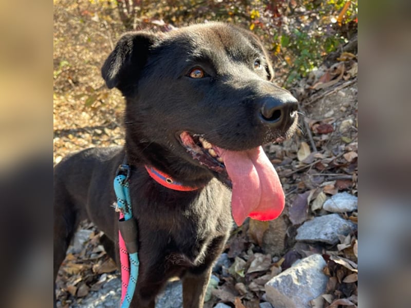 Holly,entzückendes Labrador-Mix-Mädchen,3 Jahre alt,sucht schönes Zuhause